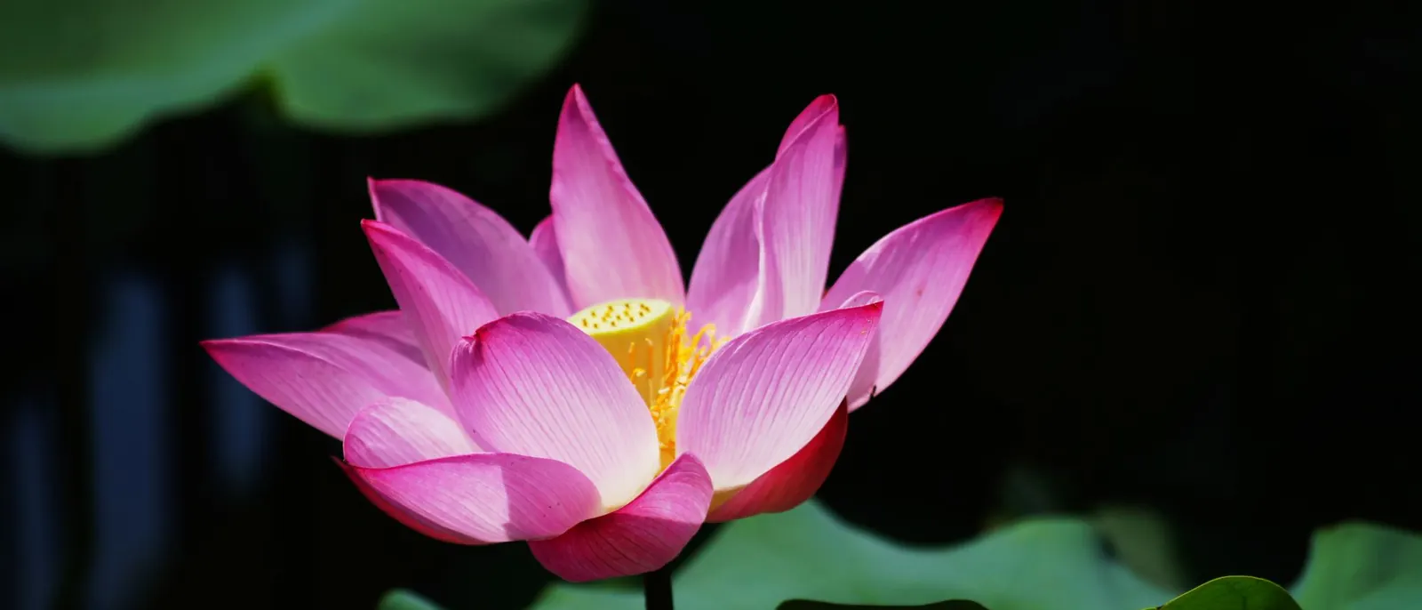 A pink lotus flower opening against dark leaves